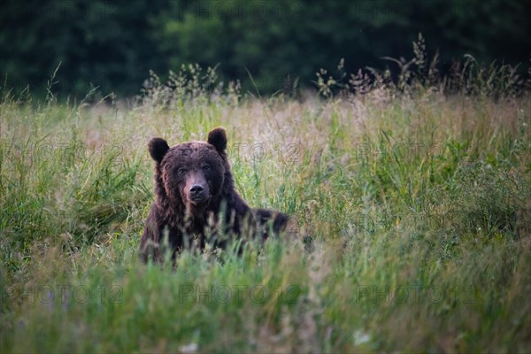 Brown bear (Ursus arctos)