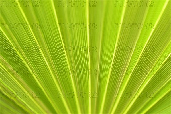 Fan palm Mexican Fan Palm (Washingtonia robusta)