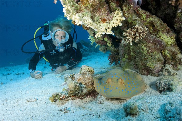 Diver looking at Bluespotted ribbontail ray (Taeniura lymma)