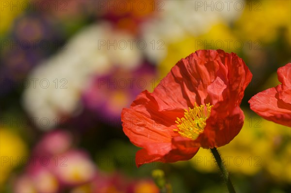 Red Iceland poppie with narrow depth of field