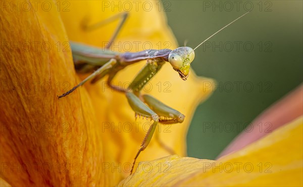 European mantis (mantis religiosa) on a flower