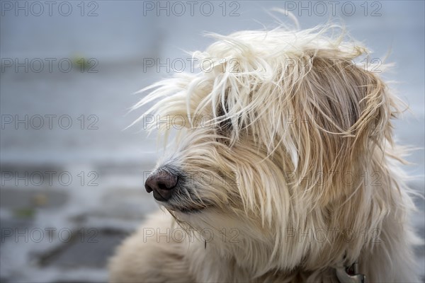 Shaggy dog with fur in front of face
