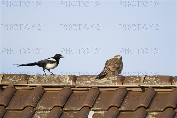 Meeting of European magpie (Pica pica) and Common Common Kestrel (Falco tinnunculus) on house roof