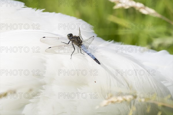 Black-tailed Skimmer (Orthetrum cancellatum)