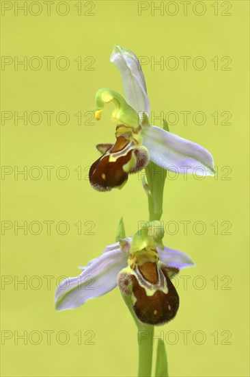 Bee orchid (Ophrys apifera)