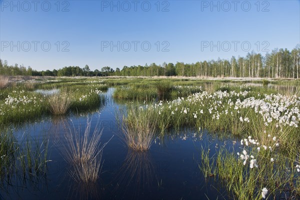 Common cottongrass (Eriophorum angustifolium) in a rewetting area