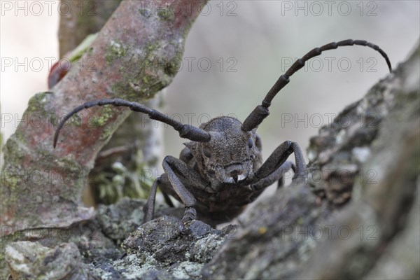 Weaver beetle (Lamia textor)