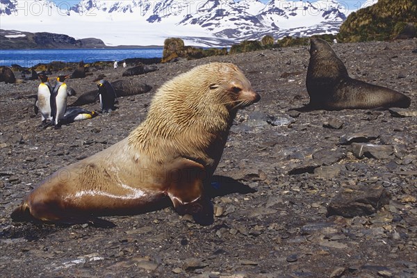 Blonde Antarctic Fur Seal (Arctocephalus gazelle)