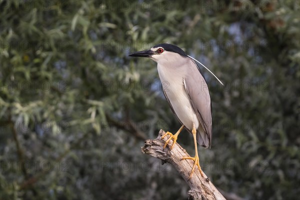 Black-crowned night heron (Nycticorax nycticorax) sitting on tree trunk