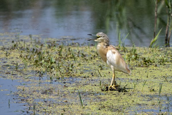 Squacco heron (Ardeola ralloides) foraging