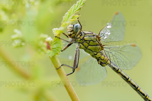 Black-tailed Skimmer (Orthetrum cancellatum)