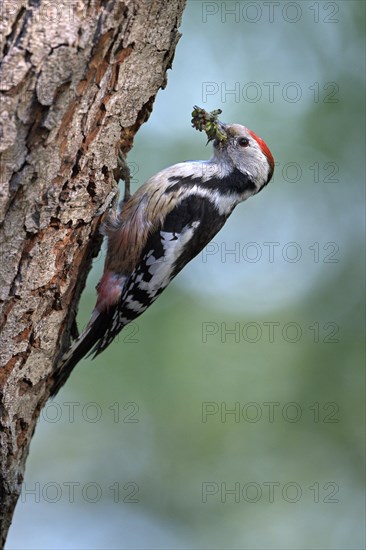 Middle spotted woodpecker (Dendrocopos medius)