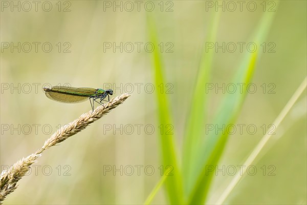 Banded demoiselle (calopteryx splendens)