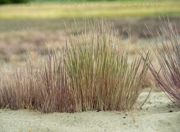 Dry sandy grassland in the Binnenduenen nature reserve near Klein Schmoelen