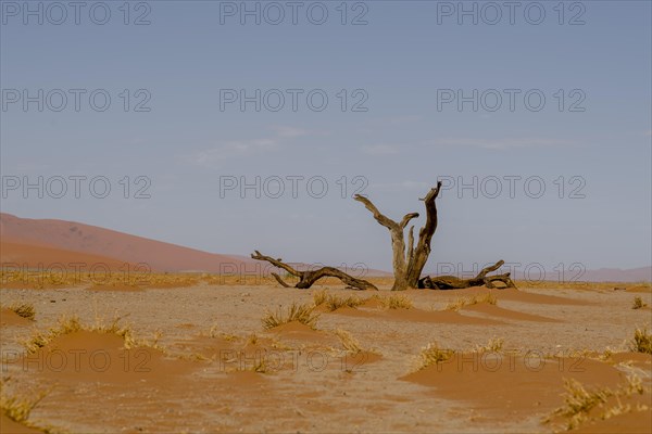 Dried up tree trunk