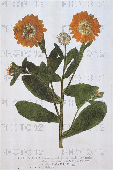 Marigold (Calendula)