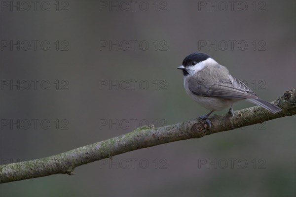 A Marsh tit (Parus palustris) sitting on a branch