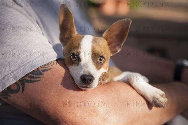 Cute jack russell terrier look on as master holds her in his lap