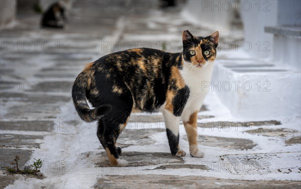 Black and yellow tabby cat in an alley