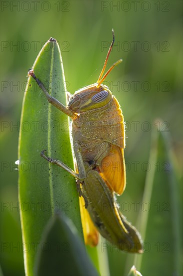 Egyptian locust (Anacridium aegyptium) on a plant