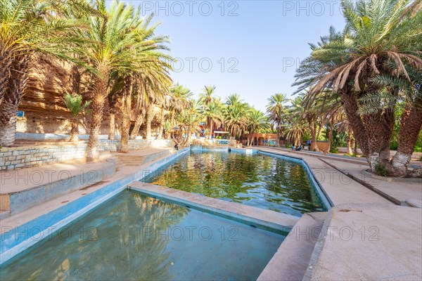 Swimming pool with palm trees