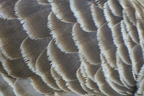 Canada goose (Branta canadensis)