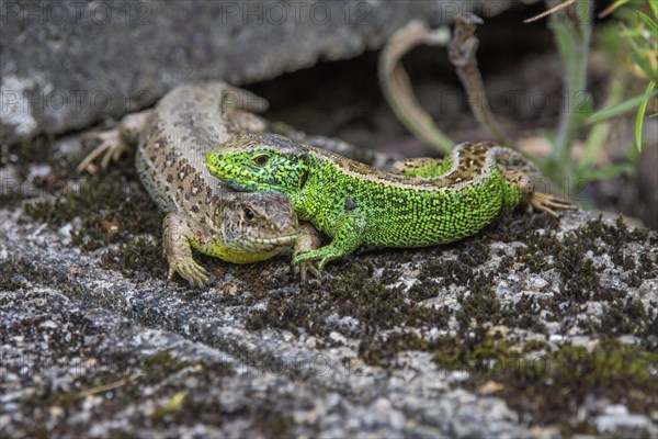 Sand lizard (Lacerta agilis) pair of animals on a wall