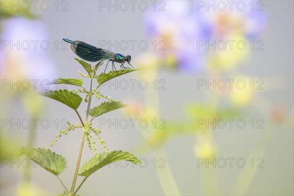 Banded demoiselle (calopteryx splendens)