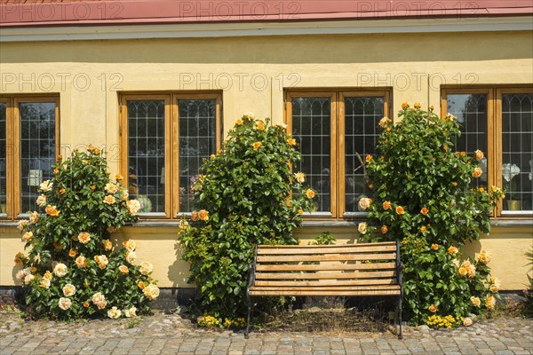 Old house with roses on a tiny street in the small town of Ystad