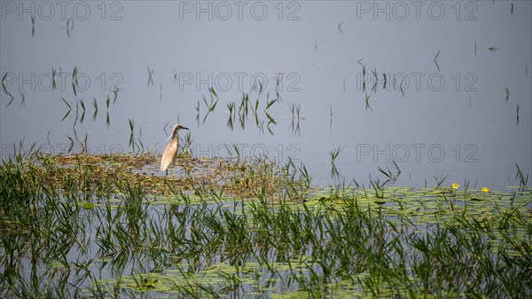 Squacco heron (Ardeola ralloides) foraging