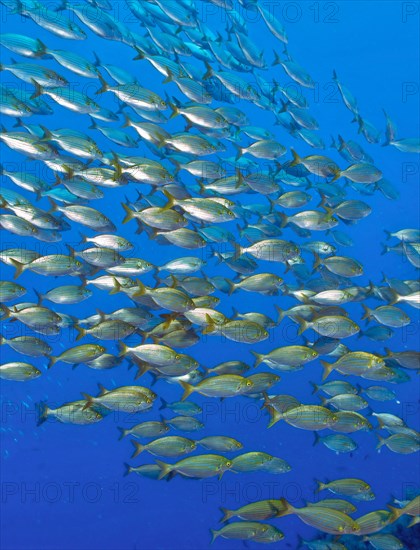 Shoal of fish