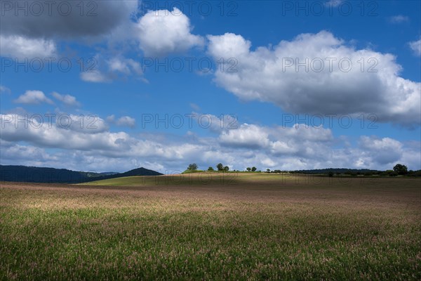 Alfalfa field in Limagne plain