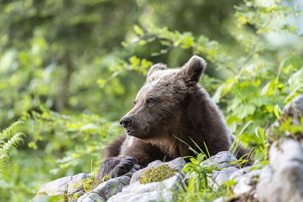 European brown bear (Ursus arctos arctos)
