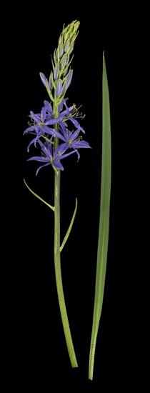 Camassia quamash (Camassia quamash)