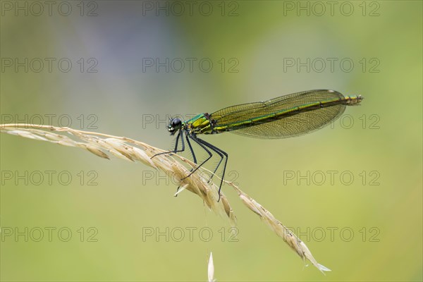 Banded demoiselle (calopteryx splendens)