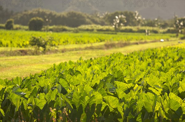 Hanalei valley and taro fields on kauai