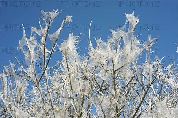 Insect damage by Ermine butterfly (Yponomeutidae) in Ystad