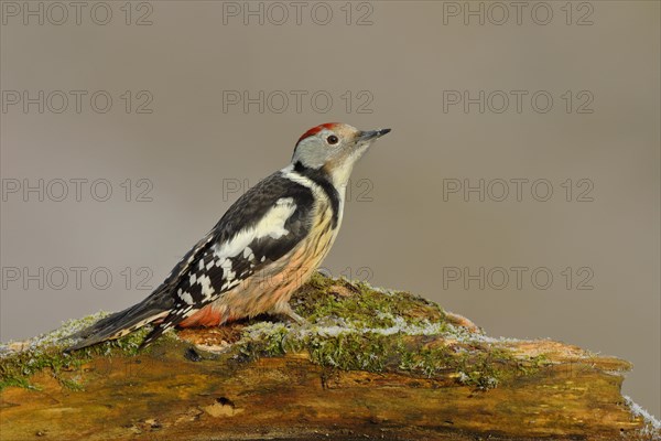 Middle spotted woodpecker (Dendrocopos medius)