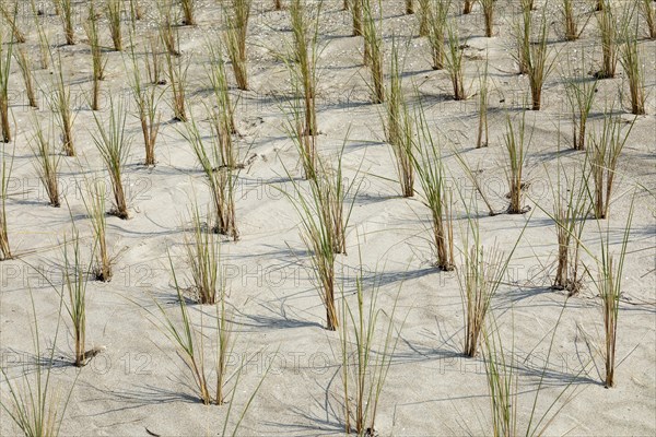 Beach grass European Marram Grass (Ammophila arenaria)