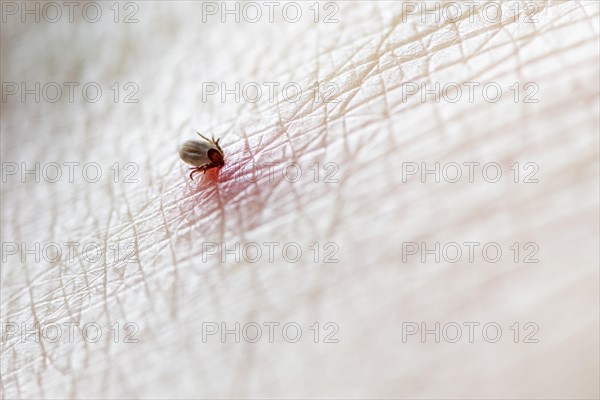 Castor Bean Tick (Ixodes ricinus)