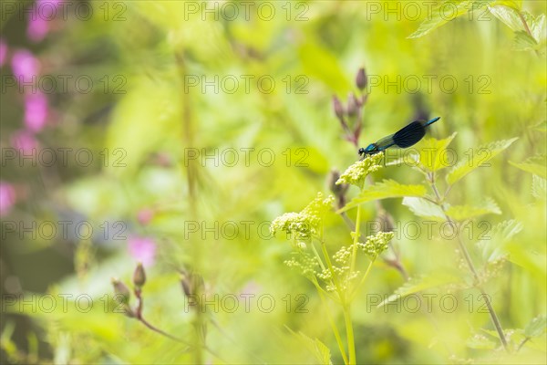 Banded demoiselle (calopteryx splendens)