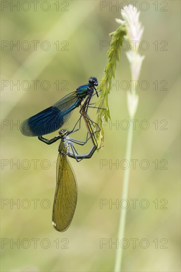 Banded demoiselles (calopteryx splendens) mating wheel on blade of grass