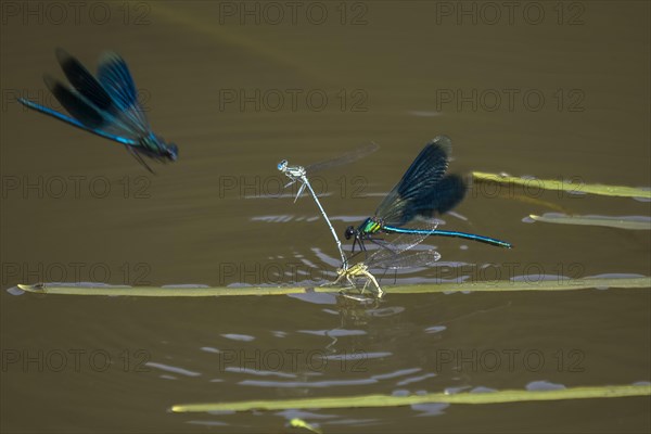 Banded demoiselles (calopteryx splendens)