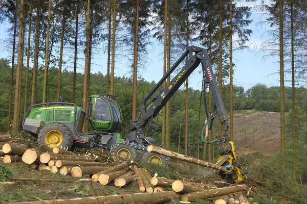 Harvester harvesting spruce infested with Grained spruce bark beetle (Cryphalus abietis)