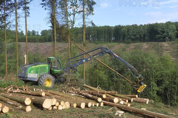 Harvester harvesting spruce infested with Grained spruce bark beetle (Cryphalus abietis)