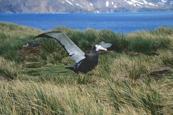 First flight of a juvenile Wandering Albatross (Diomedea exulans)