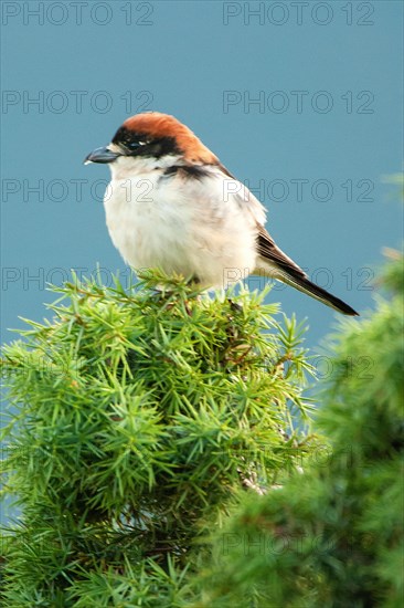 Woodchat Shrike (Lanius senator) sitting on juniper bush