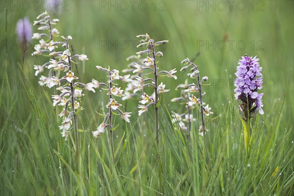 Moorland spotted orchid (Dactylorhiza maculata) and marshwort Marsh Helleborine (Epipactis palustris)
