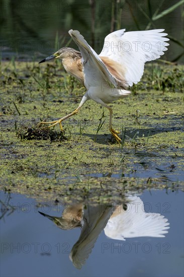 Squacco heron (Ardeola ralloides) foraging