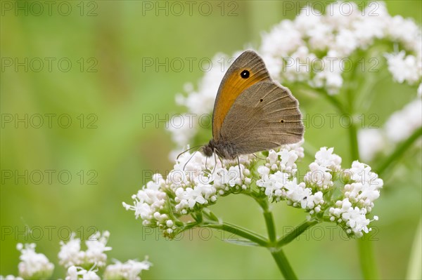 Meadow Brown (Maniola jurtina) on goutweed ground elder (Aegopodium podagraria)